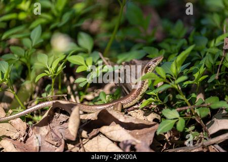 A closeup of a common garden skink (Lampropholis guichenoti), also known as the penny lizard Stock Photo