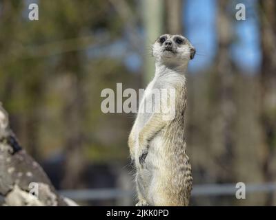 A closeup vertical shot of the meerkat on the trees blurred background Stock Photo