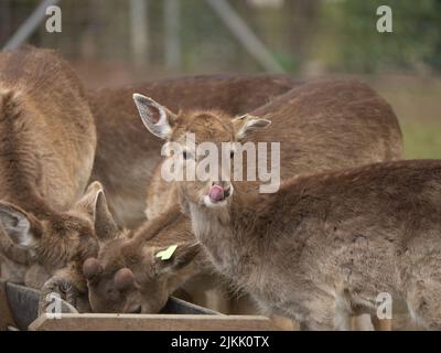 A small herd of red deer eating from a wooden feeder at the zoo while one of them is looking away during daytime with blurred background Stock Photo