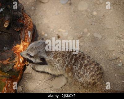 A closeup shot of the meerkat lying on the ground on the trees blurred background Stock Photo