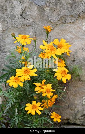 gros plan sur le bouquet de fleurs de marigold jaune foncé avec des feuilles et plante dans le jardin d'accueil sur fond brun hors foyer. Banque D'Images