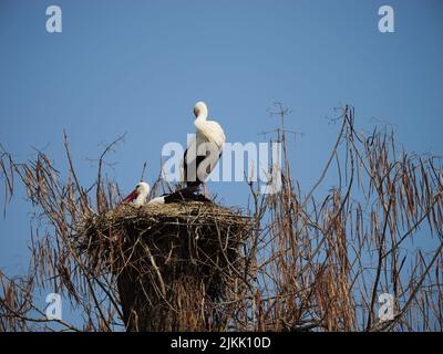 Two beautiful storks in a nest against a blue sky Stock Photo