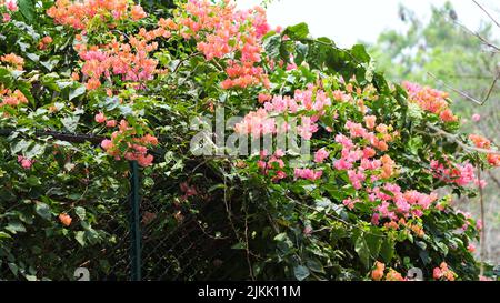 The blooming Bougainvillea spectabilis flowers in the garden Stock Photo