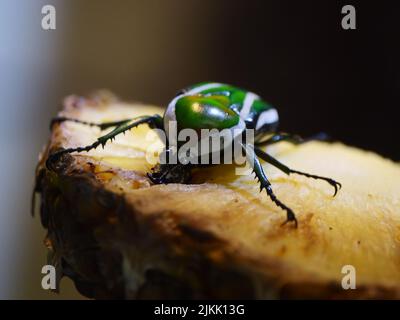 A macro shot of a green rose chafer beetle (Cetonia aurata) on a piece of a pineapple or another plant Stock Photo