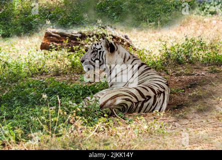 Un tigre blanc couché et regardant autour en safari lors d'une journée ensoleillée en été Banque D'Images