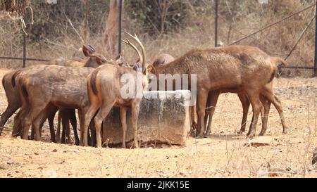 A group of deers in the field on a sunny day in autumn Banque D'Images