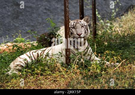 Un tigre blanc couché et regardant autour en safari lors d'une journée ensoleillée en été Banque D'Images