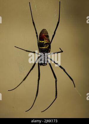 A vertical shot of a red-legged golden orb-weaver spider (Trichonephila inaurata) hanging upside down Banque D'Images