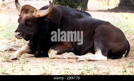 The wild cow (ox) bison is lying on the ground in its natural habitat Stock Photo