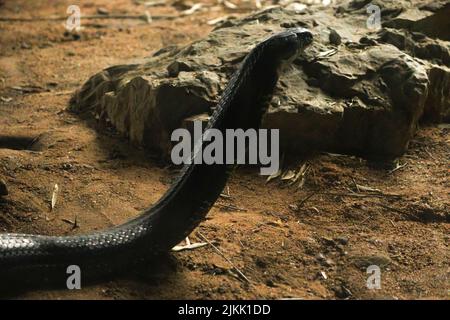 A selective of a king cobra (Ophiophagus hannah) near a stone Stock Photo