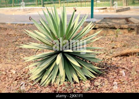 A herbal and natural medicine Agave tequilana in the garden on a blurred background Stock Photo