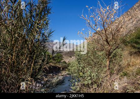 A beautiful landscape view of green leaved trees and plants growing on Colombian Andes mountains under a blue sky in bright sunlight Banque D'Images