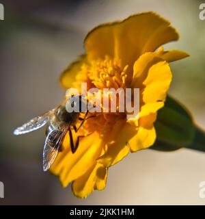 Gros plan d'une abeille collectant le nectar d'un bourgeon de fleur jaune sur fond flou. Banque D'Images