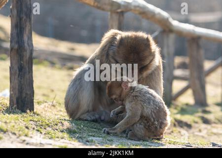 un gros plan de singe au sol Banque D'Images