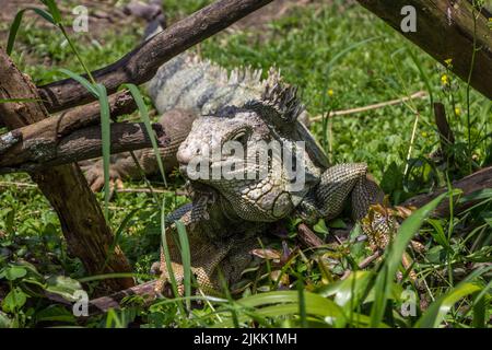 Photo d'un iguana vert, au milieu de l'herbe verte, en plein soleil avec un arrière-plan flou Banque D'Images