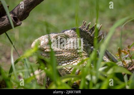 Photo d'un iguana vert, au milieu de l'herbe verte, en plein soleil avec un arrière-plan flou Banque D'Images