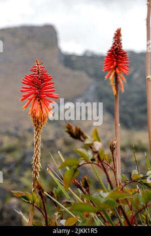 A selective focus shot of a Red hot pokers growing on the Andes mountains during daytime with blurred background Stock Photo