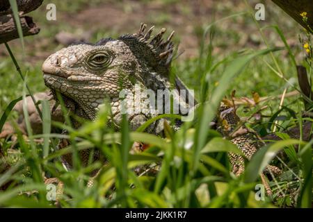 Photo d'un iguana vert, au milieu de l'herbe verte, en plein soleil avec un arrière-plan flou Banque D'Images