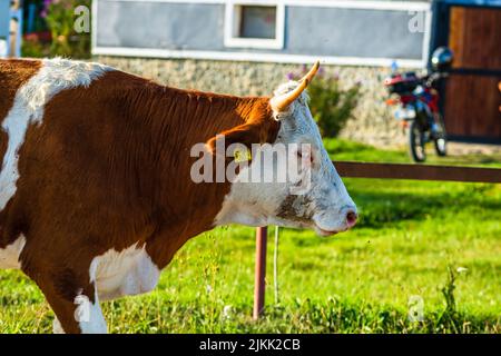 Un bétail de vaches traversant la rue Banque D'Images