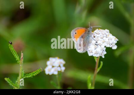 A closeup of a Small heath sitting a white Wild carrot plant on a green background Banque D'Images