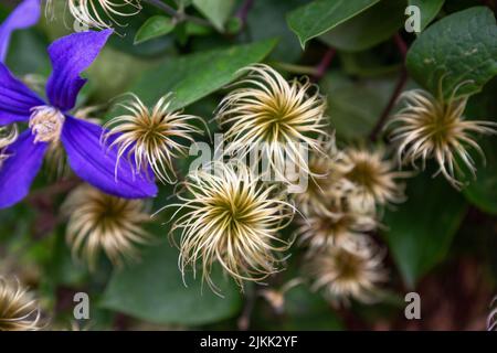 A closeup shot of blossom Old Man's Beard flowers with Solitary virgin's-bower in the garden Stock Photo