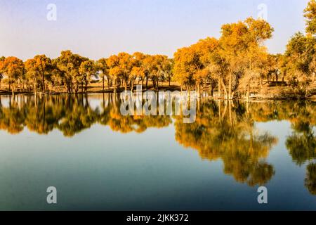 The trees on the lakeshore of Lop Nor Lake with visible reflections on the water on a beautiful sunny day in Xinjiang, China Stock Photo