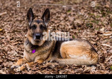A closeup shot of an Old German Shepherd Dog laying on the autumn leaves in the ground Stock Photo