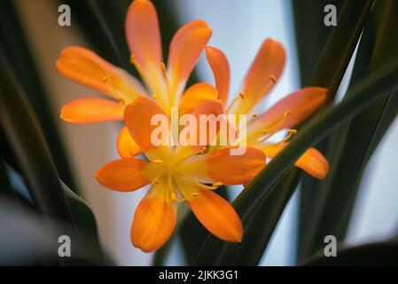 Un gros plan de belles fleurs de nénuphars orange dans un jardin Banque D'Images