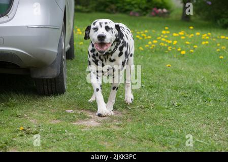 A view of the cute dalmatian dog in the park near the car Stock Photo