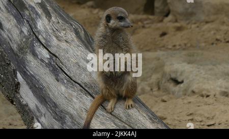 A selective focus shot of a meerkat (Suricata suricatta) at the zoo in Frankfurt, Germany Stock Photo