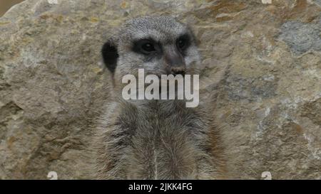 A closeup shot of a meerkat (Suricata suricatta) at the zoo in Frankfurt, Germany Stock Photo