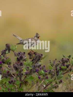 Skylark-Alauda arvensis perches sur Burdock-Arctium en pleine chanson. Banque D'Images