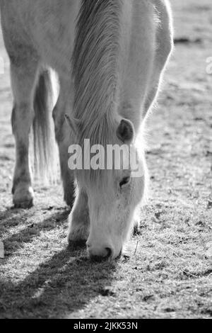 A grayscale shot of a horse grazing in a pasture Stock Photo