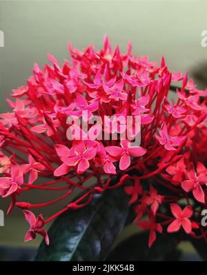 A closeup of blooming Ixora flowers in the garden Stock Photo