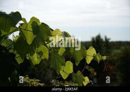 Un gros plan de feuilles de vigne vertes contre le ciel. Mise au point sélectionnée. Banque D'Images