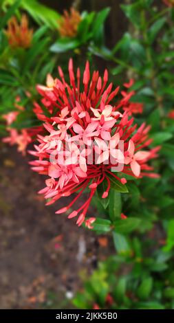 Un gros plan vertical d'Ixora coccinea, géranium de la jungle, flamme des bois ou flamme de la jungle ou pendkuli. Banque D'Images