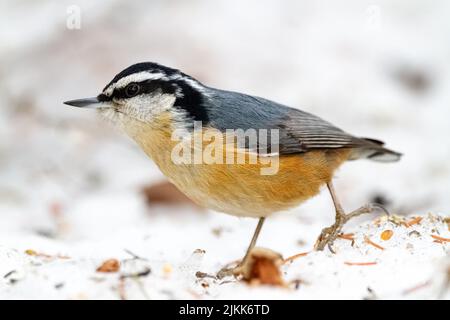 Photo sélective d'un oiseau Nuthatch au rouge au sol Banque D'Images