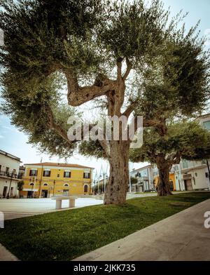 Vue à angle bas d'un olivier contre des maisons à Termoli, en Italie Banque D'Images