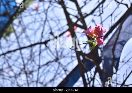 A soft focus of pink bougainvillea flowers blooming at a garden on a sunny day Stock Photo