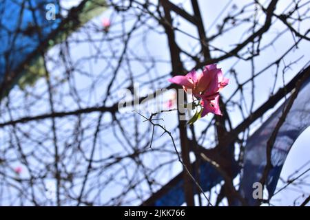 A soft focus of pink bougainvillea flowers blooming at a garden on a sunny day Stock Photo