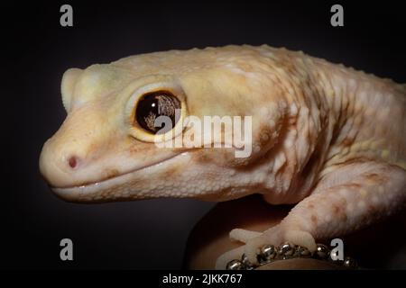 a closeup shot of baby leopard gecko Stock Photo