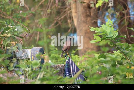 A beautiful shot of a common myna perching in a wooden pole covered with blue fabric in the garden during daytime Stock Photo