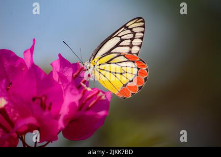 Un gros plan d'un papillon Jezebel peint buvant le nectar d'une fleur de bougainvilliers rose dans un jardin Banque D'Images