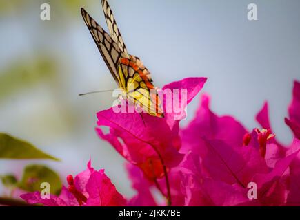 Un gros plan d'un papillon Jezebel peint buvant le nectar d'une fleur de bougainvilliers rose dans un jardin Banque D'Images