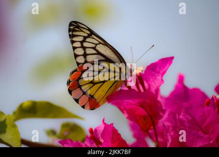 Un gros plan d'un papillon Jezebel peint buvant le nectar d'une fleur de bougainvilliers rose dans un jardin Banque D'Images