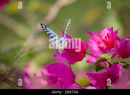 Un gros plan d'un papillon Jezebel peint buvant le nectar d'une fleur de bougainvilliers rose dans un jardin Banque D'Images