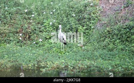 Une belle photo d'un cigogne blanche debout sur les plantes vertes au bord de l'eau pendant la journée Banque D'Images