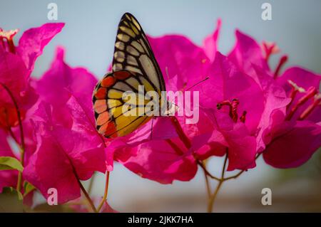 Un gros plan d'un papillon Jezebel peint buvant le nectar d'une fleur de bougainvilliers rose dans un jardin Banque D'Images