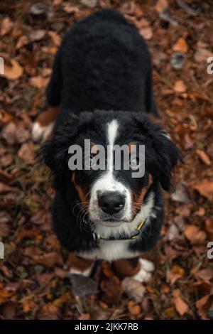 A vertical shot of a Bernese Mountain Dog standing on autumn foliage and looking at the camera. Stock Photo