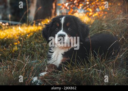 A close-up shot of a Bernese Mountain Dog lying in the grass. Stock Photo